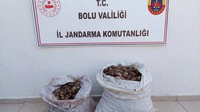 Bolu'da İzinsiz Salyangoz Toplayan 2 Kişiye İdari İşlem