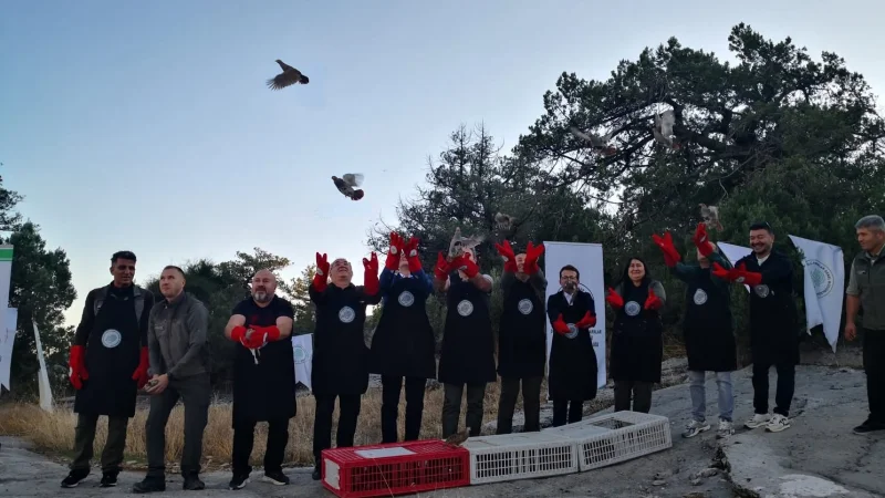 Bucak'ta Yaban Hayatına Destek: 200 Çil Keklik Doğaya Salındı