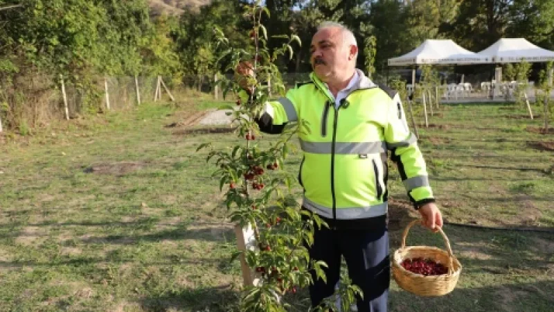 Çankırı Belediyesi'nin Kurduğu Kızılcık Bahçesi İlk Ürünlerini Verdi