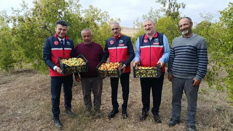 Kırşehir'in Mucur ilçesinde hünnap hasadı başladı