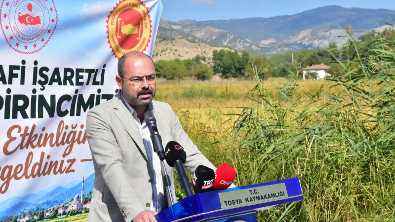 Tosya'da Çeltik Hasadı Başladı: Üreticilere Bereketli Sezon Temennisi