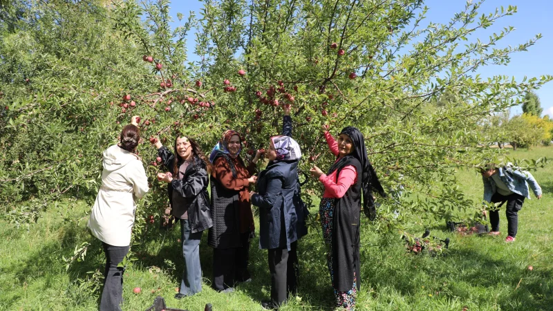 Van Tuşba'da Hevpar Kadın Kooperatifi ilk hasadını gerçekleştirdi
