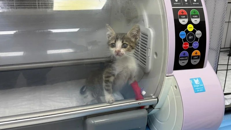 Balıkesir'de Şiddete Uğrayan Yavru Kedi Tedavi Altına Alındı