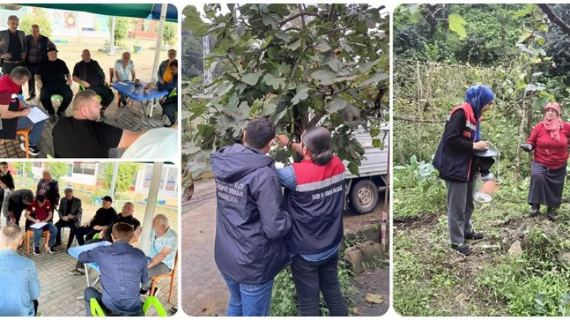 Rize'de Kahverengi Kokarca ile Kışlak Mücadelesi Başladı