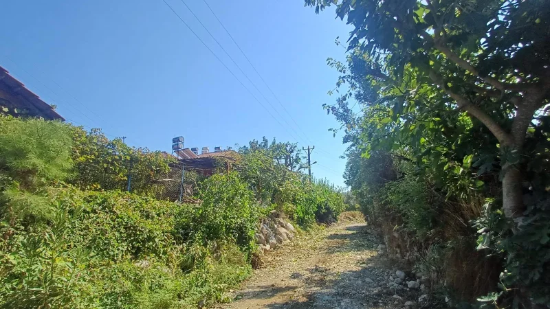 Kemer'de Ağaç Budama Çalışmaları Sürüyor