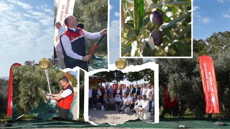 Osmaniye'de Zeytin Hasadı Başladı: Kentin Üretimdeki Yeri ve Tescilli Lezzeti Vurgulandı
