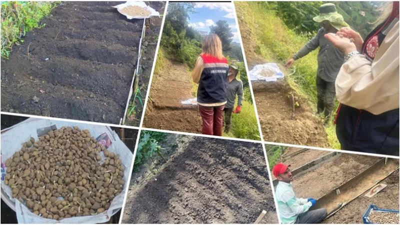 Rize'de Salep Üretimi İçin Denetimler Sıkılaştırıldı