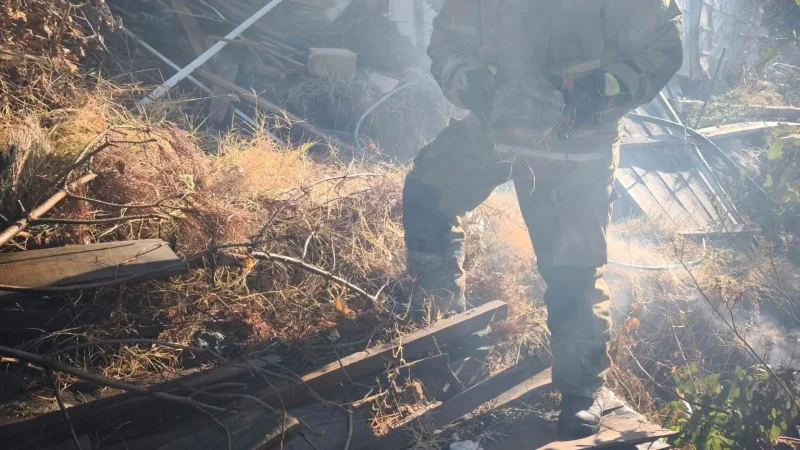 İzmir'in Bergama ilçesindeki yangında hayat kurtaran an: İtfaiye kaplumbağayı kurtardı