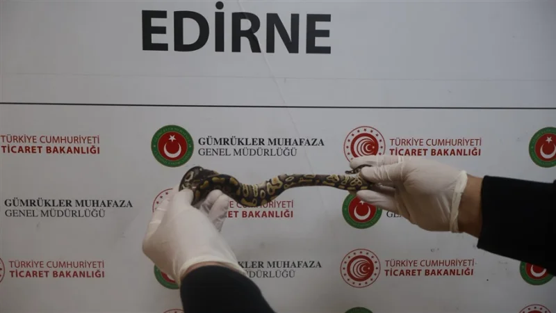 Kapıkule'de Çöp Konteynerine Gizlenmiş 67 Canlı Piton Ele Geçirildi