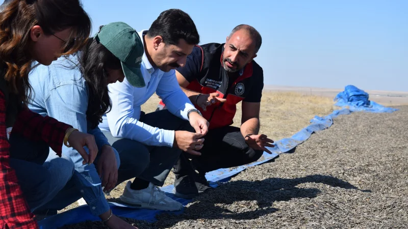 Karapınar'da Ayçiçeği Hasadı Başladı: Kaymakam Öztürk Biçerdöver Kullandı