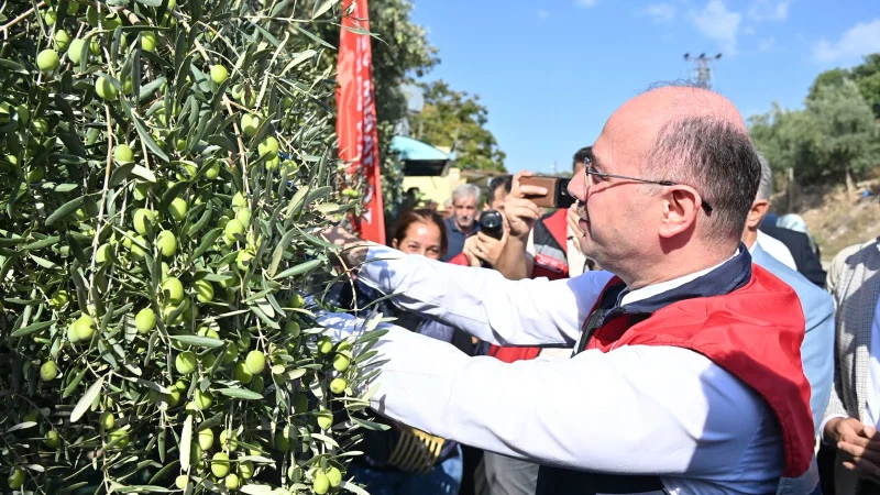 Osmaniye'de Zeytin Üretimi 10 Milyon Ağaca Ulaştı