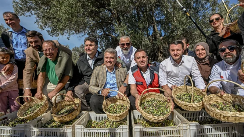 Balıkesir'de Zeytin Hasat Şenliği Gerçekleştirildi