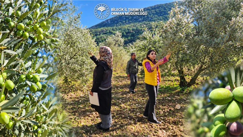 Bilecik'te 2026 Zeytin ve Zeytinyağı Rekolte Tahmin Çalışmaları Başladı