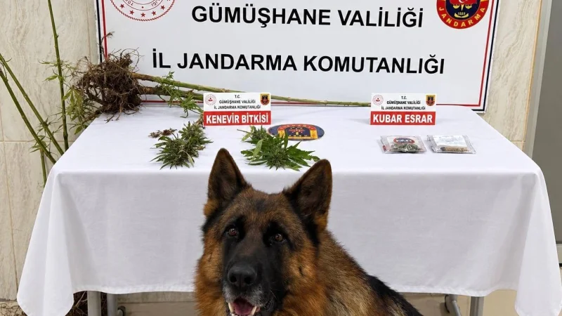 Gümüşhane'de Jandarmadan Uyuşturucu Operasyonu