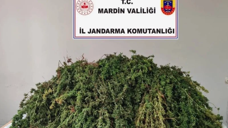 Mardin'de Jandarmadan Büyük Narkotik Operasyonu: 43 Kilogram Skunk Ele Geçirildi
