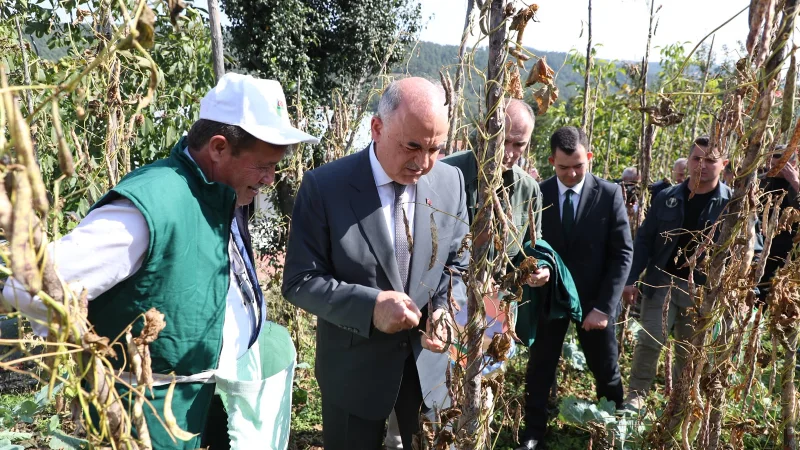 Ordu'da Coğrafi İşaretli Akkuş Şeker Fasulyesi İçin Hasat Şenliği Düzenlendi