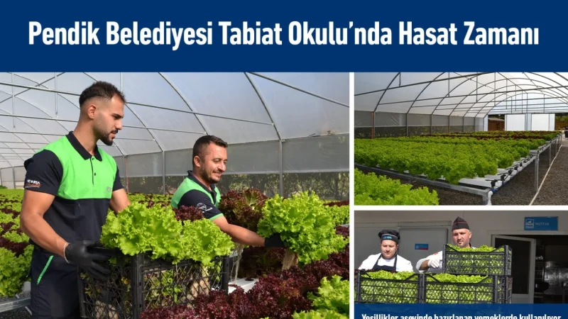 Pendik'teki Tabiat Okulu Serasında Hidroponik Tarım Hasadı Gerçekleştirildi