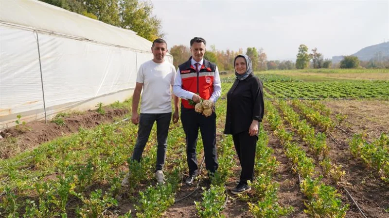 Bartın'da Kereviz Hasat Şenliği: Alternatif Ürünle Tarımsal Çeşitlilik Artıyor