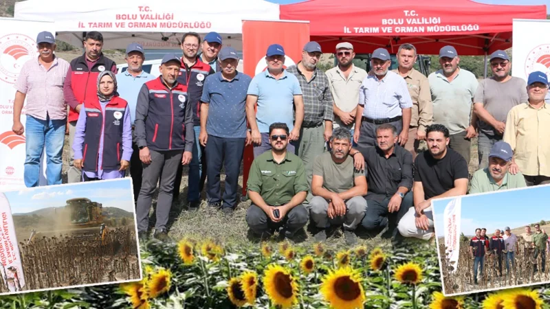 Bolu Göynük'te Ayçiçeği Hasadı: TAKE Projesi ile Yüksek Verim