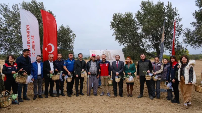 Eceabat'ta Zeytin Hasat Şenliği Coşkusu: Protokol Kocadere Köyü'nde Hasada Katıldı
