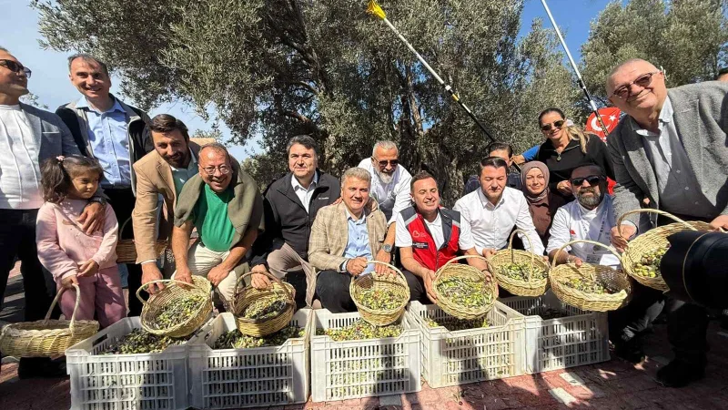 Edremit'te Bin Yıllık Zeytin Ağacından Hasat Yapıldı