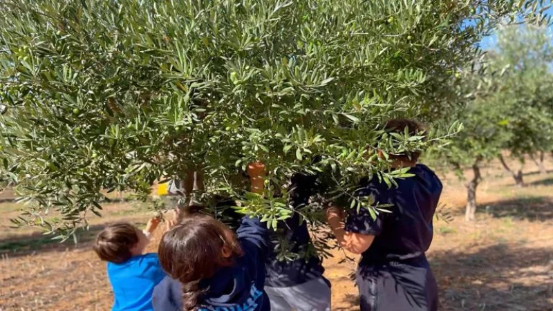 Kilis'te Koruma Altındaki Çocuklar Zeytin Hasadına Katıldı