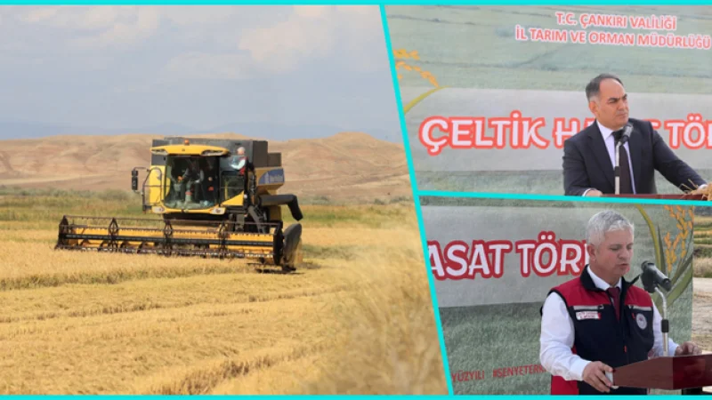 Çankırı'da Çeltik Hasadı Başladı: Rekoltede Yüzde 132 Artış