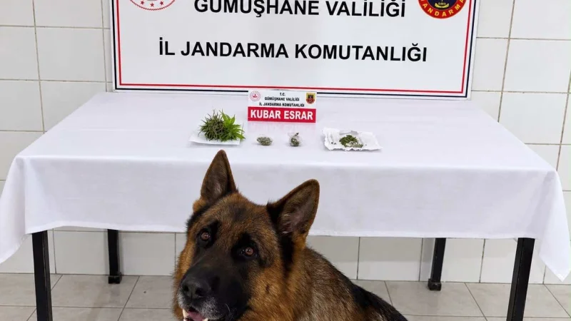 Gümüşhane'de Jandarmadan Uyuşturucu Operasyonu: 56 Gram Esrar Ele Geçirildi