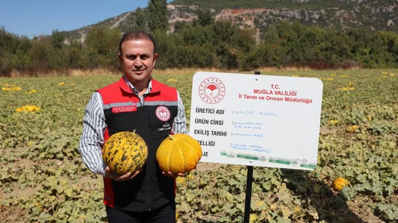 Muğla'da Ata Tohumları ve Yayla Kavunu Hasadı Başladı