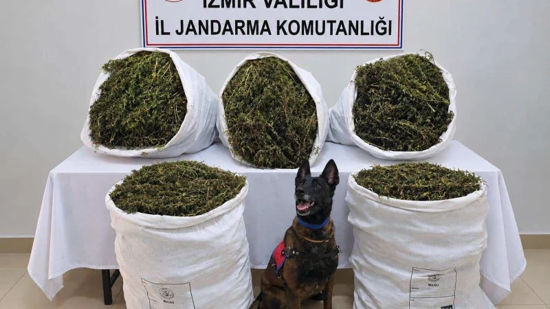 İzmir'de Jandarmadan Narkotik Operasyonu: 54 Kilogram Esrar Ele Geçirildi