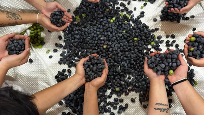 Mersin'de Çocuk Evleri Kalan Çocuklar Zeytin Hasadı Yaparak Üretmenin Mutluluğunu Yaşadı
