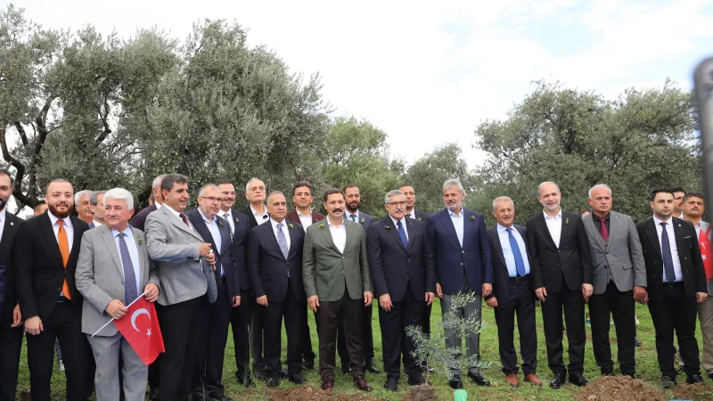 Hatay Altınözü'nde Sezonun İlk Zeytin Hasadı Gerçekleştirildi