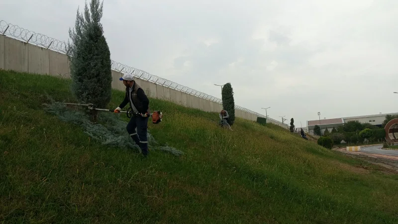 Batman'da Ağaçlara Estetik Dokunuş: Form Verme Çalışmaları Başladı