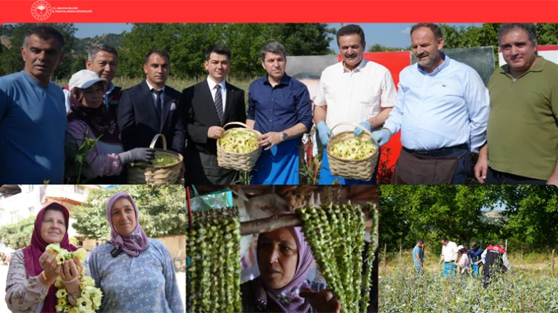 Amasya'da Coğrafi İşaretli Çiçek Bamyasında Hasat Sezonu Başladı
