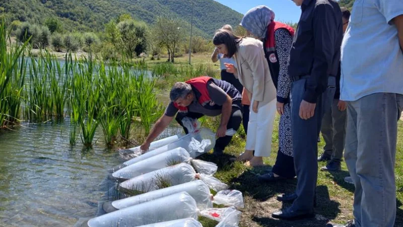 Karabük'teki Göletlere 105 Bin Yavru Balık Bırakıldı