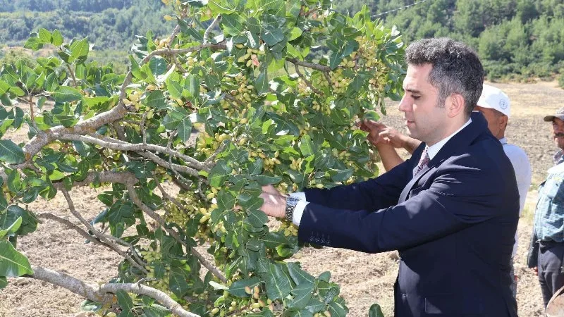 Selendi'de 'Yeşil Altın' Hasadı Başladı: Kaymakam Yıldız İşçilerle Bir Araya Geldi