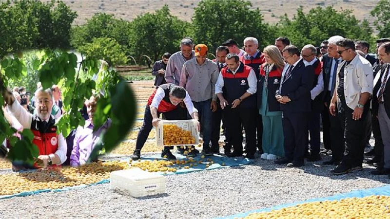 Tarım ve Orman Bakanı İbrahim Yumaklı Malatya'da Kayısı Hasadına Katıldı