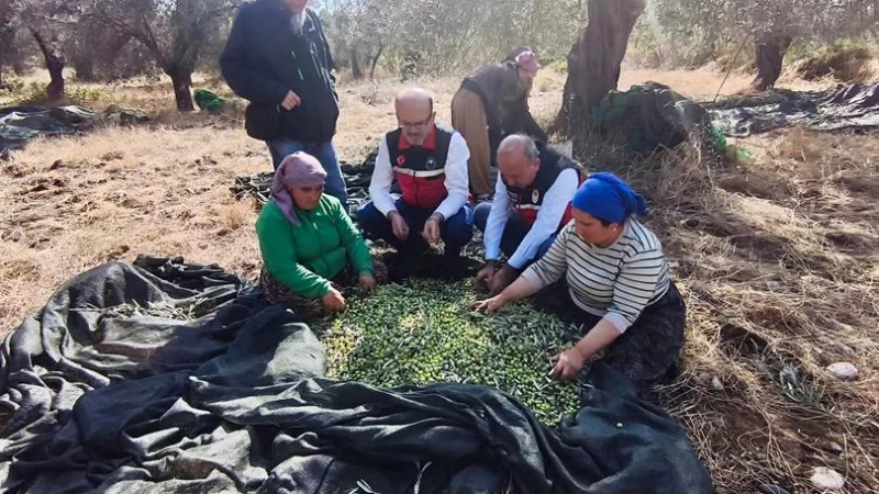Balıkesir'de Zeytin Hasadı Mesaisi: Üreticinin Beklentileri Sahada Dinlendi