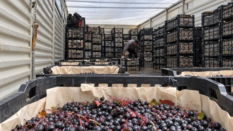 Elmadağ Belediyesi Soğuk Hava Deposu Aronya Üreticilerinin Tercihi Oldu