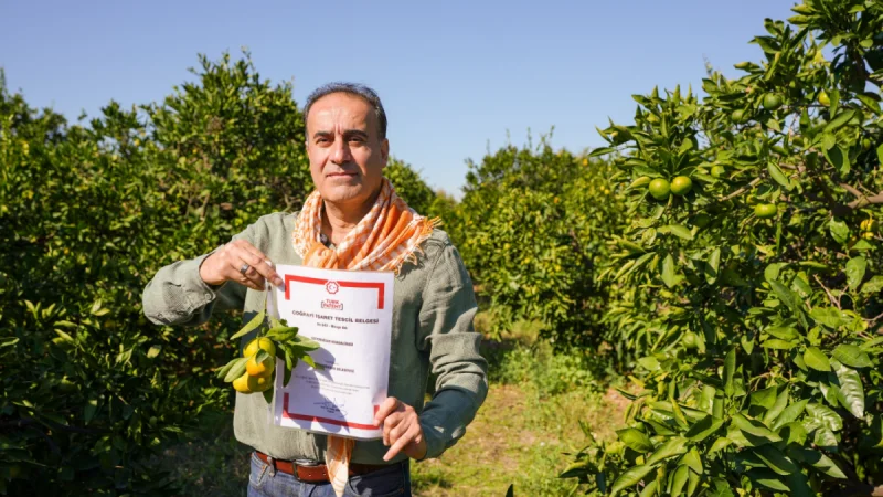 İzmir'in Tescilli Satsuma Mandalinasında Hasat Sezonu Başladı