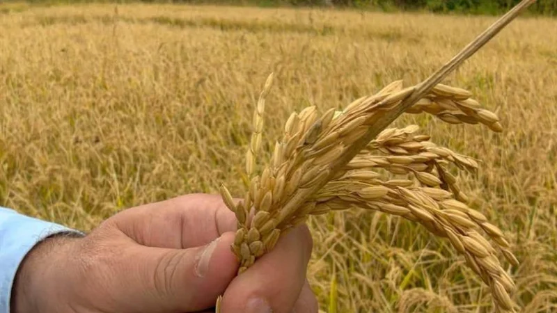 Karabük'te Çeltik Hasadı Başladı: 595 Dekar Alanda 500 Ton Rekolte Bekleniyor