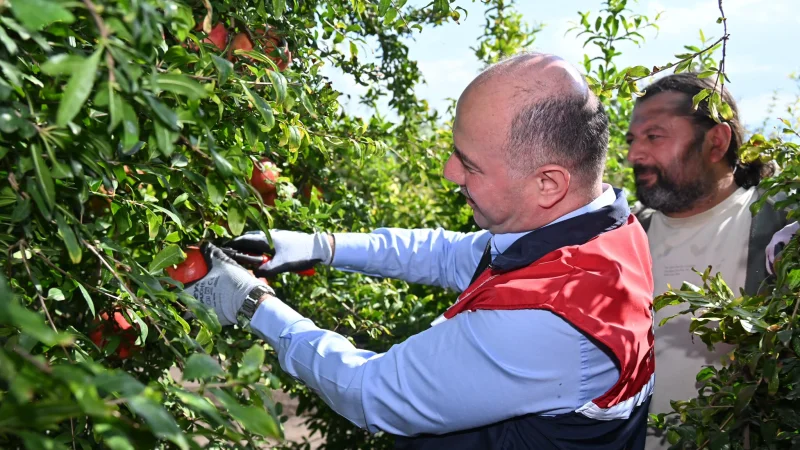 Osmaniye'de Hicaz Narında Hasat Heyecanı: 600 Dekar Alanda Üretim Yapılıyor