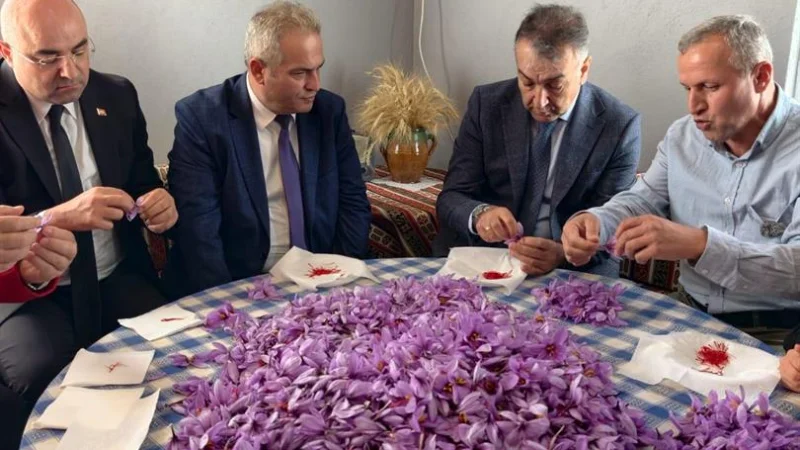 Safranbolu'da Bilimsel Safran Hasadı: Kontrollü Koşullarda Verim Artışı Hedefleniyor