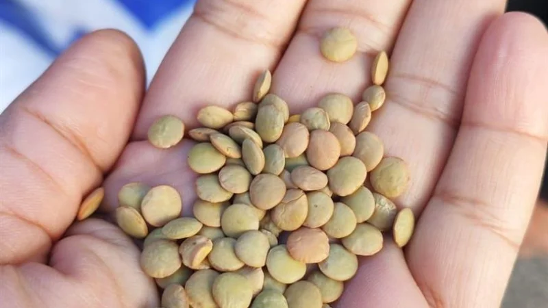 Ankara'da Kışlık Yeşil Mercimek Üretimine Yenilikçi Destek