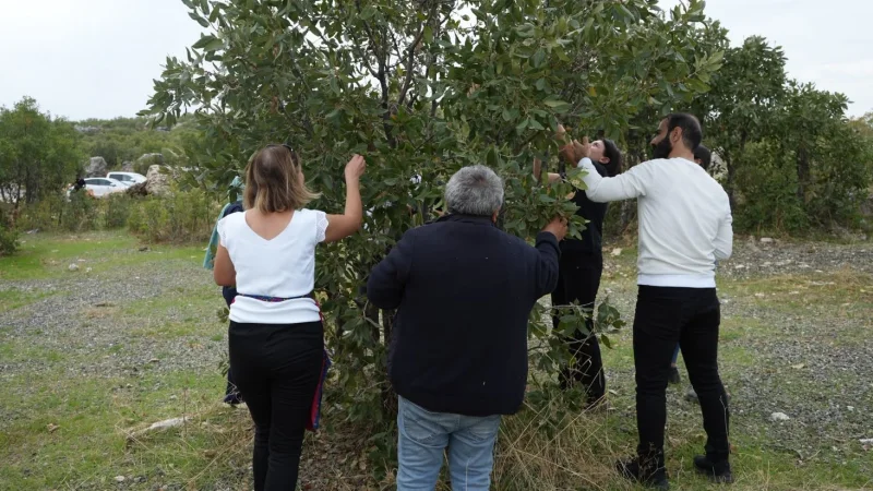 Kayapınar'da Doğal Bitki Örtüsünü Korumak İçin Meşe Palamudu Toplandı