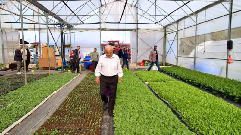 Ordu'da Üreticilere 200 Bin Kışlık Sebze Fidesi Ücretsiz Dağıtılacak