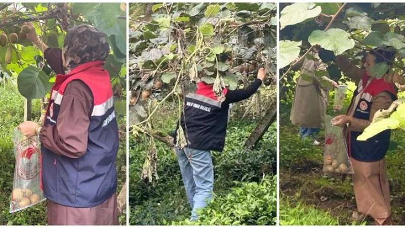 Rize'de Hasat Öncesi Pestisit Denetimleri Sürüyor
