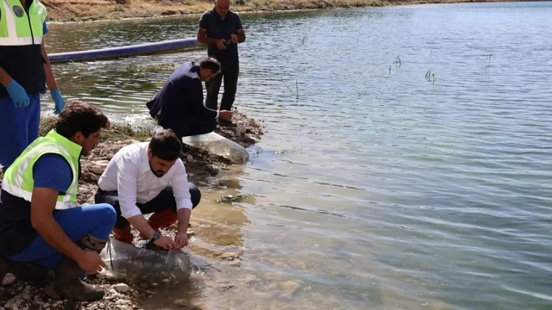 Adilcevaz'da Sulama Göletine 25 Bin Aynalı Sazan Yavrusu Bırakıldı