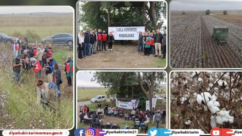 Diyarbakır'da Sıcağa Dayanıklı 'Eren 21' Pamuk Çeşidi İçin Hasat Etkinliği