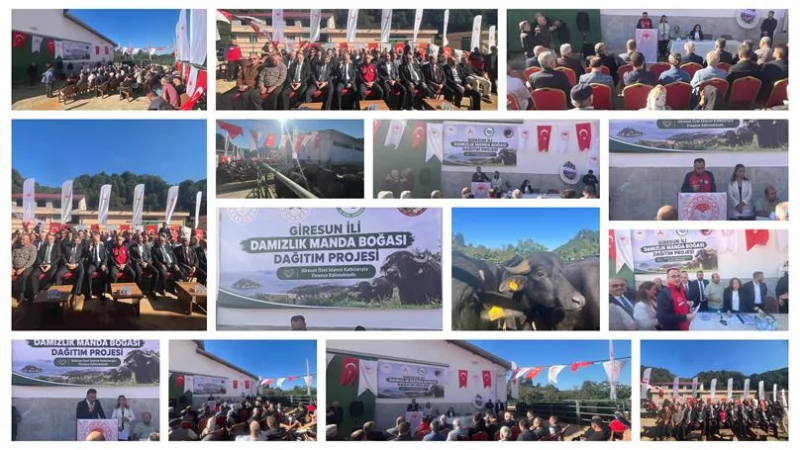 Giresun'da Manda Yetiştiriciliğine Büyük Destek: 25 Damızlık Boğa Dağıtıldı